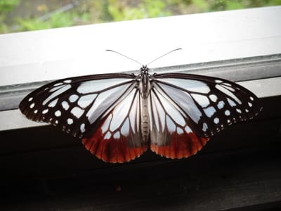 蓼科の自然、渡りをする蝶アサギマダラ