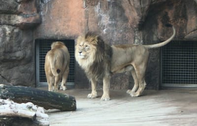 2月の天王寺動物園