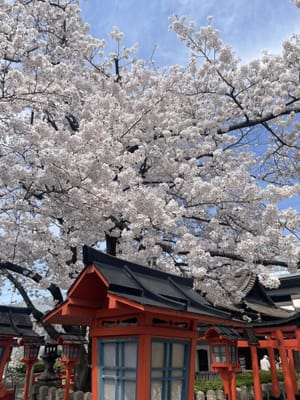六孫王神社の桜🌸
