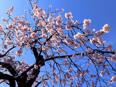    　　　🌸　春を呼ぶ早咲き　" 大寒桜 "　🌸