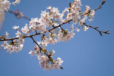 玉縄桜