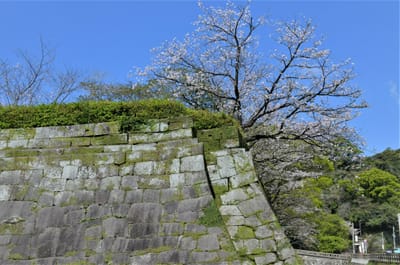 鶴丸城跡の石垣と桜