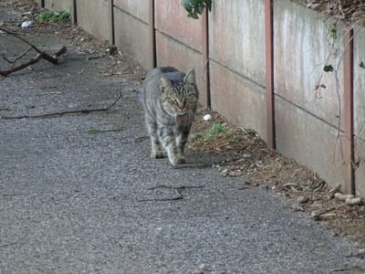 船橋市・小室の猫