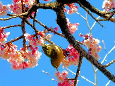 公67　　　　　　(709)桜メジロ