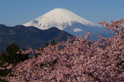 今冬に松田町で撮影したお気に入り "松田山から見る富士山"