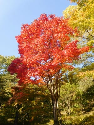 立川の紅葉　日本庭園