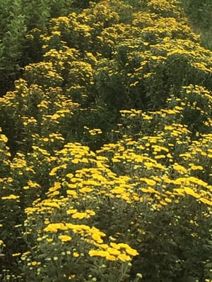一斉に咲いた黄色い小菊