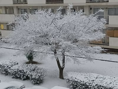団地内の雪化粧した木