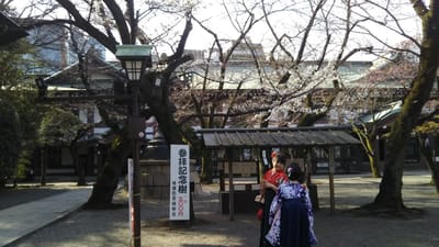 靖国神社の満開の白紅梅と袴姿の女性達
