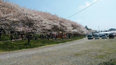 幸手の権現堂の桜と菜の花畑