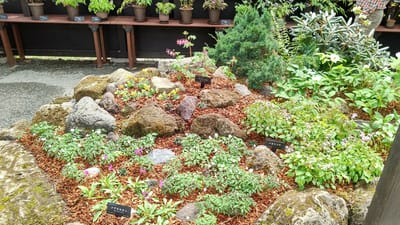 箱根湿生花園