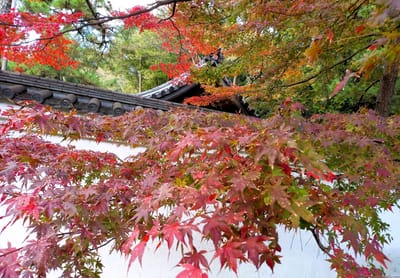 《三渓園》色づく風景に息をのむ神奈川の ”紅葉スポット”