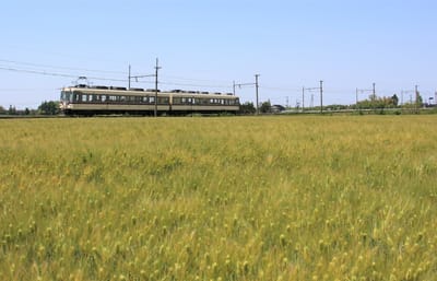2021富山の鉄道春景色 富山地方鉄道本線 麦畑の横を走る