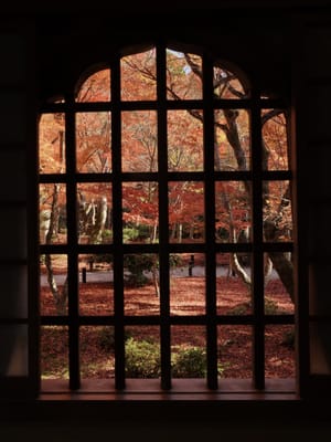 圓光寺　本堂から覗く紅葉