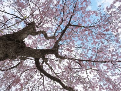 仏生寺の垂れ桜と二輪草