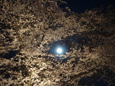 岡山、旭川堤での夜桜見物、桜も月も満開でした