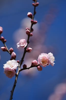 桜梅（さくらばい）