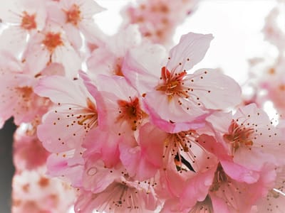2023年3月13日の春めき桜
