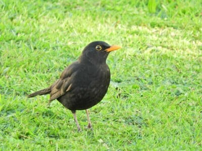 クロウタドリ（Blackbird）
