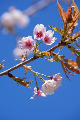 大寒桜（おおかんざくら）