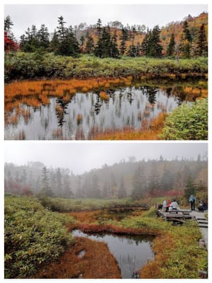 「もうせん池」　　　山燃える栂池自然園  北アルプス３大絶景ツアー3日目(最終日)   2021年10月9日