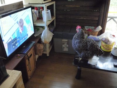 テレビ好きな鶏です。