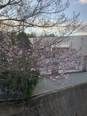 🌸桜咲き始めましたね