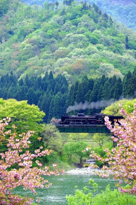 桜の瞬景