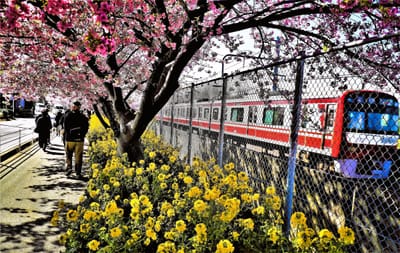 🌸「三浦海岸桜まつり」2月5日〜3月3日まで開催！🌸