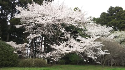 常陸東海村 石神城址の桜