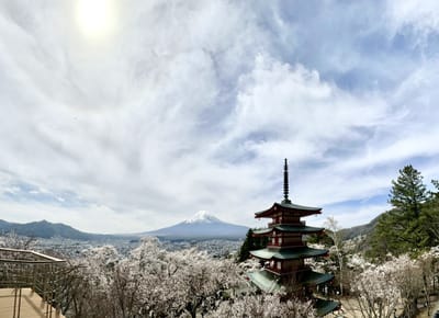 日輪の下の桜満開の三重塔と富士山