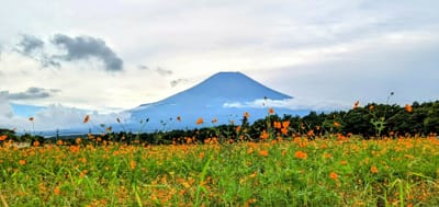 ★ 山中湖花の都公園から見る富士山‼️