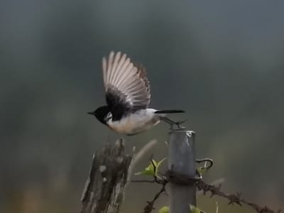 高原の鳥　ノビタキ