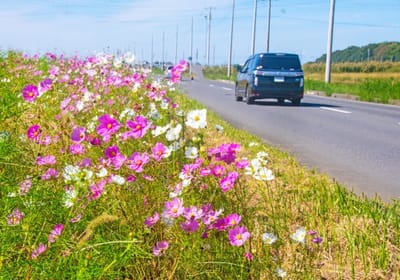 ドライブ道の花