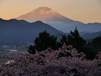 まつだ桜まつり　～“河津桜”と“富士山”とのコラボ(夕景)