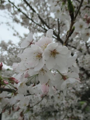 平城宮の桜