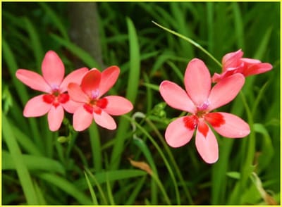 近04　　　　　　（280）アノマテカ…明るい赤色花