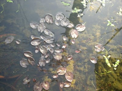 ピンク縞鈴蘭　メダカ池の水面