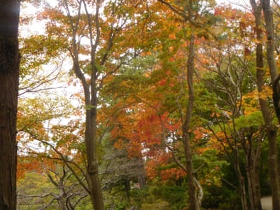 昭和記念公園　日本庭園の紅葉