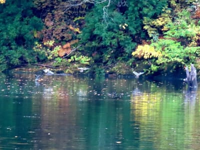 太平湖のオシドリ