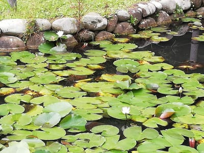「白い蓮が点々と・・・」　　増尾城址公園ビオトープ  (湧水と池の蓮)   2021年９月11日