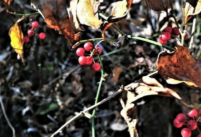 赤い実が見れた季節　12月中頃