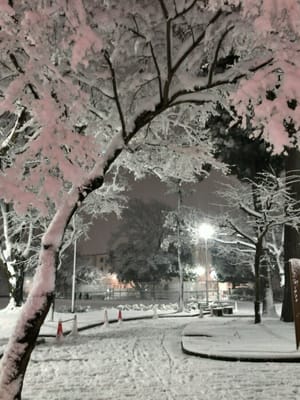 雪化粧がピンクに染まり桜のよう