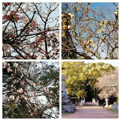 これからの桜　　天気急速に回復して萩城址自由散策    2022年3月23日 ツアー１日目③