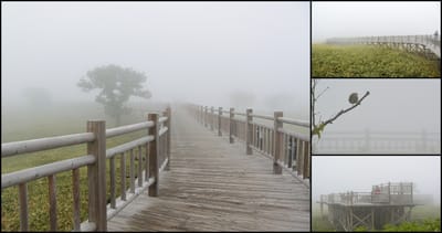 霧の知床五胡高架木道