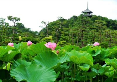 　横浜 "三溪園の シンボル三重塔" と『 蓮の花 』