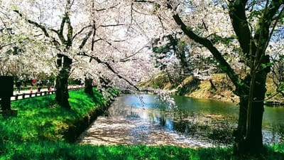 ソメイヨシノが美しい桜のトンネル♫　2021/4/21