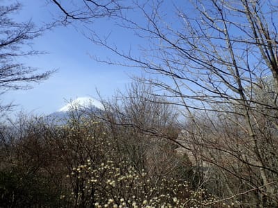 黒岳にはミツマタも多く咲いていました。