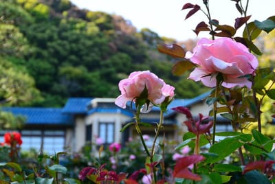 鎌倉文学館の薔薇
