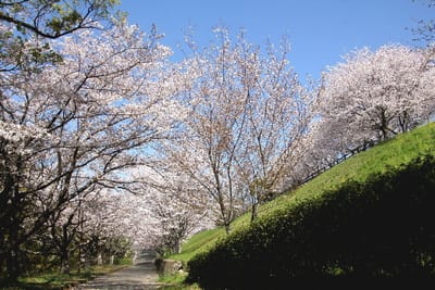 フォト桜旅日記『　菊池公園の桜　』ｘｙｗ２６０３